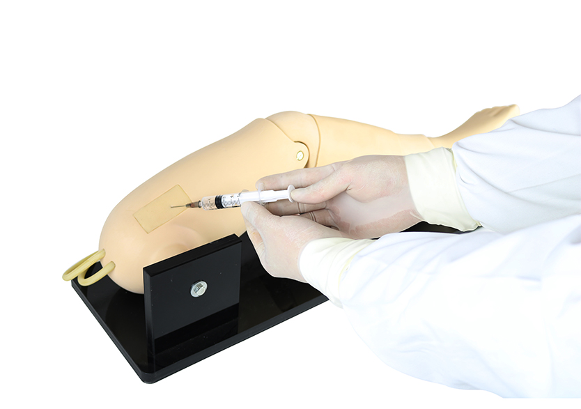 骨內灌注及股靜脈穿刺腿部模型